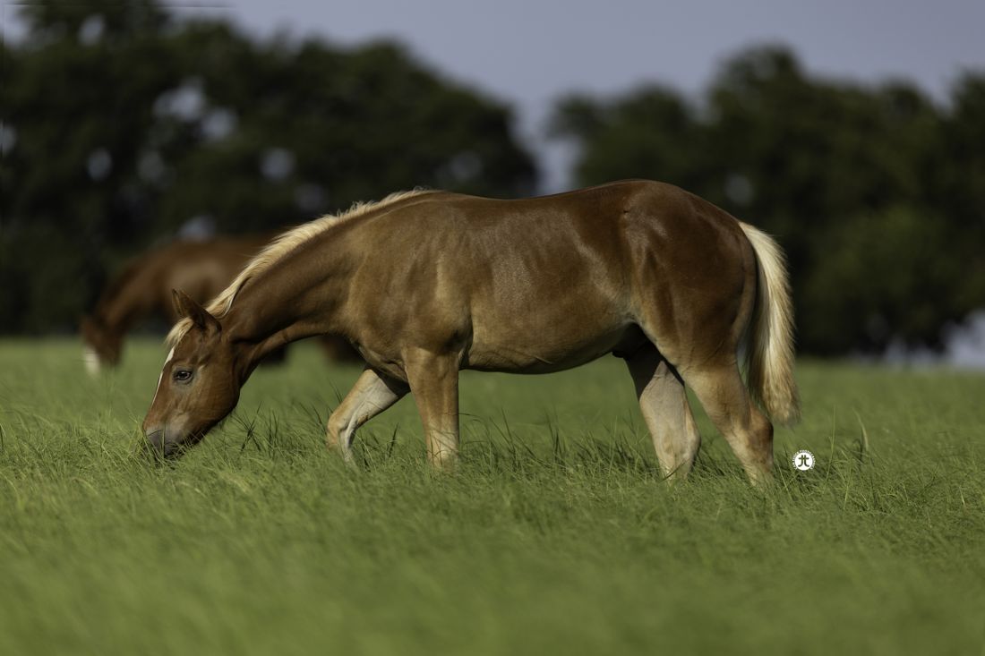 A foal grazing in tall grass
