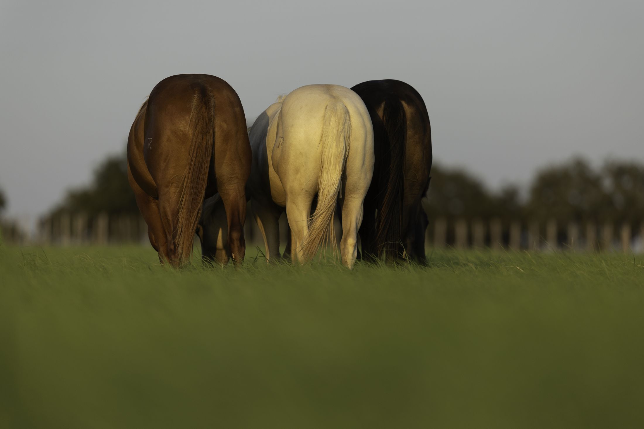 Three mares grazing at Apex Equine Reproduction in Lipan, Texas
