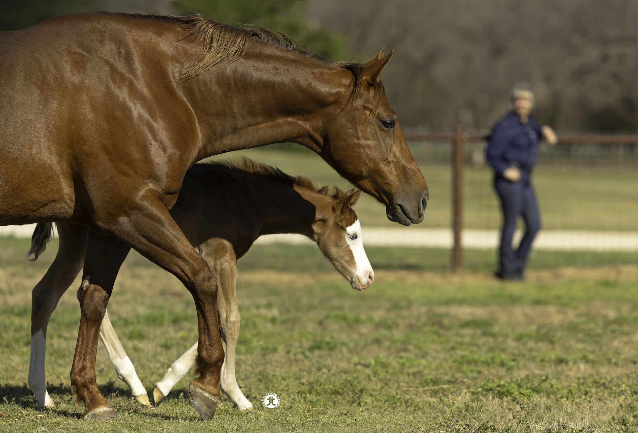 A mare and foal in the pasture at Apex