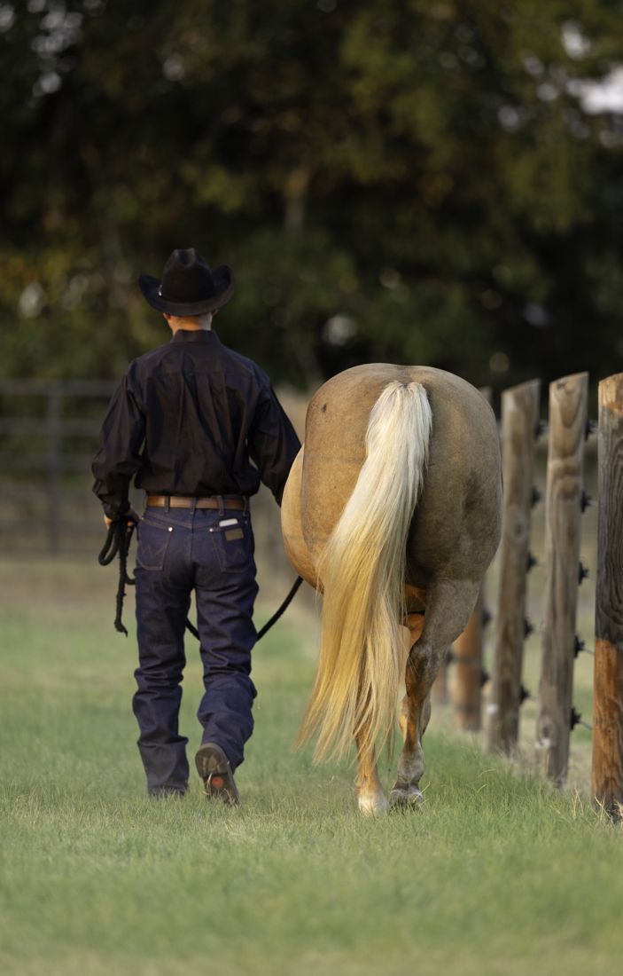 Dr. Parsons walking a palomino mare down the fence line